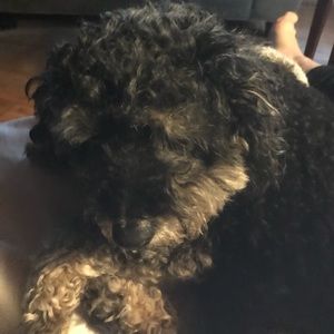 Meet your Posher, Susan